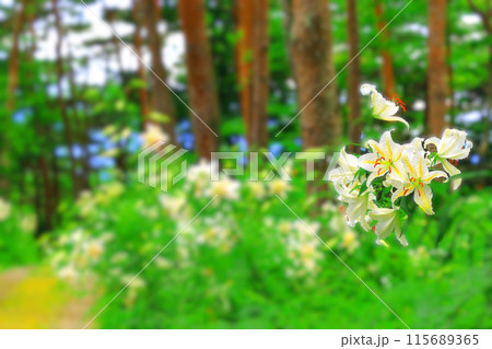 散策路の傍らに群生する満開の山百合 115689365