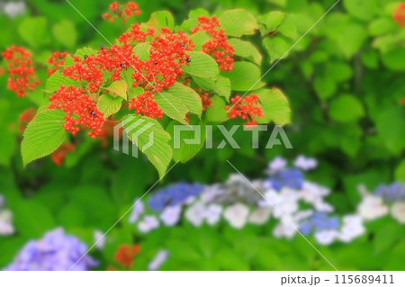 赤い木の実とガクアジサイ 115689411