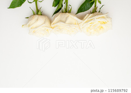 White rose isolated on white background. White rose isolated on white background. 115689792