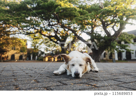 Lost dog sleeping on street . 115689853