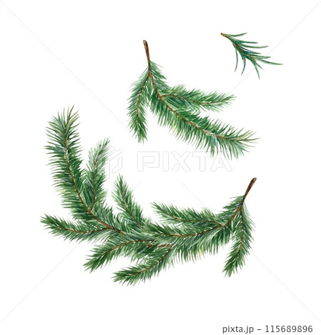 Christmas tree branches, needles. Watercolor illustration isolated on white. For Christmas and New Year greeting cards, invitations, banners, posters. 115689896