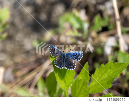 ジョウザンシジミ ジョウザンシジミ 115689952