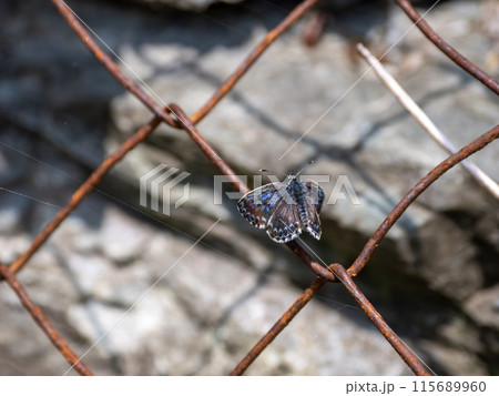 ジョウザンシジミ 115689960