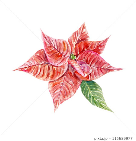 Poinsettia red with green leaf. Watercolor illustration of red flowers isolated on white. For Christmas and New Year cards, banners, posters, flyers. 115689977