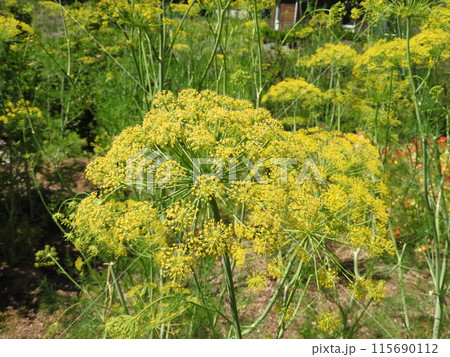 パラソルを広げたような花を咲かせるセリ科の一年草「ディル」 115690112