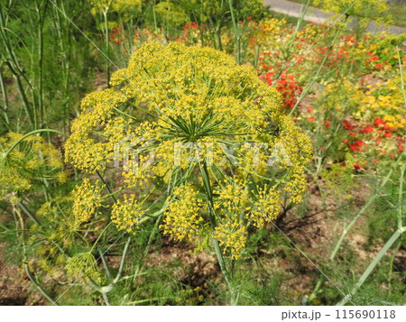 パラソルを広げたような花を咲かせるセリ科の一年草「ディル」 パラソルを広げたような花を咲かせるセリ科の一年草「ディル」 115690118