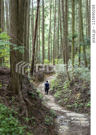 世界遺産 紀伊山地の霊場と参詣道 杉木立の町石道を歩く男性 世界遺産 紀伊山地の霊場と参詣道 杉木立の町石道を歩く男性 115690288