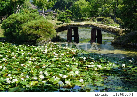 岡山県津山市にある回遊式日本庭園「衆楽園」：睡蓮の咲き誇る頃 115690371