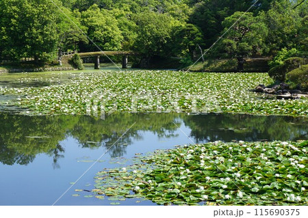 岡山県津山市にある回遊式日本庭園「衆楽園」:睡蓮の咲き誇る頃 岡山県津山市にある回遊式日本庭園「衆楽園」:睡蓮の咲き誇る頃 115690375