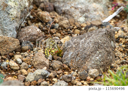 ウスバキチョウ ウスバキチョウ 115690496