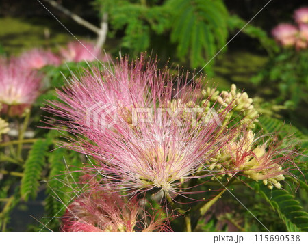 ネムノキの花 115690538