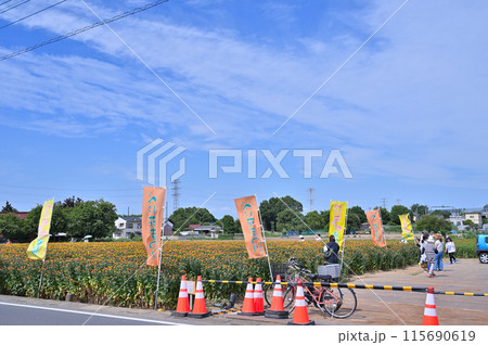 満開のベニバナ畑の風景 (埼玉県・桶川市) 満開のベニバナ畑の風景 (埼玉県・桶川市) 115690619