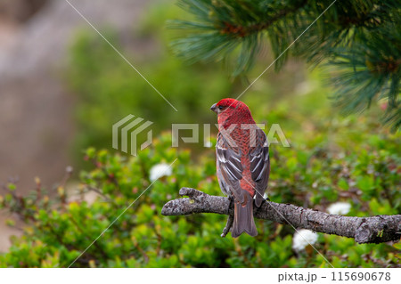 ギンザンマシコ ギンザンマシコ 115690678