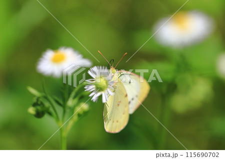 モンキチョウとヒメジオン① モンキチョウとヒメジオン① 115690702