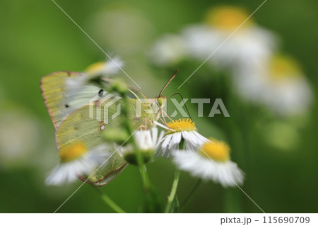 モンキチョウとヒメジオン⑦ 115690709