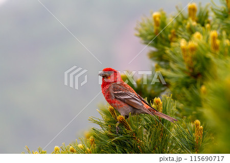 ギンザンマシコ 115690717