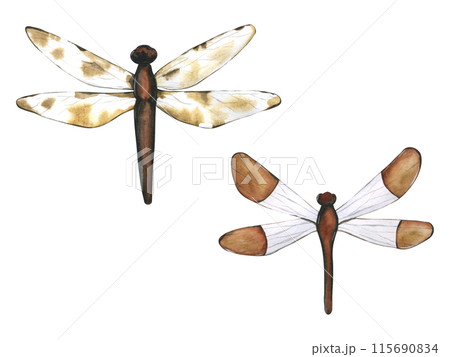 Dragonfly. Hand drawn flying insects. Watercolor illustrations in calm beige tones for background, texture, wrapper pattern, frame or border Dragonfly. Hand drawn flying insects. Watercolor illustrations in calm beige tones for background, texture, wrapper pattern, frame or border 115690834