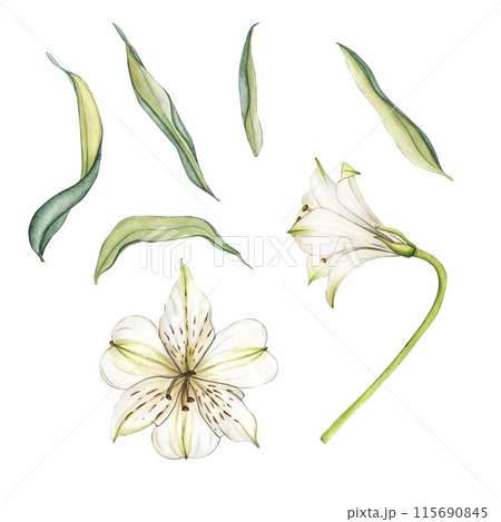 White flower and green leaves. Watercolor floral illustration. Bouquet of alstroemeria. Lilies close-up on a white background. Floral spring background. Composition with beautiful blooming White flower and green leaves. Watercolor floral illustration. Bouquet of alstroemeria. Lilies close-up on a white background. Floral spring background. Composition with beautiful blooming 115690845