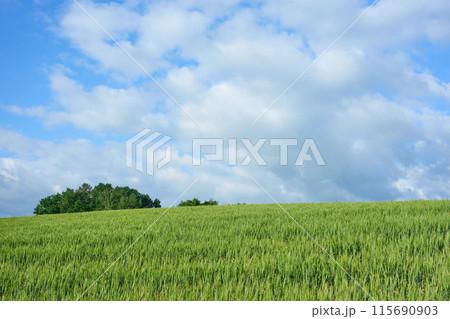 一面に広がる麦畑　北海道美瑛町 115690903