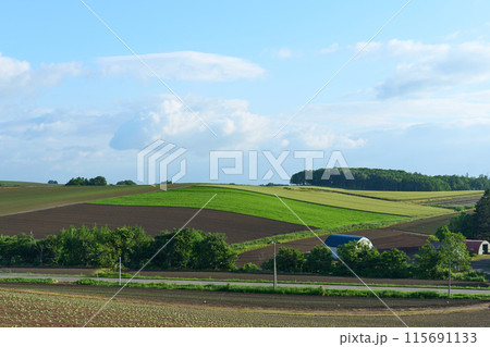 北海道美瑛町の風景 115691133