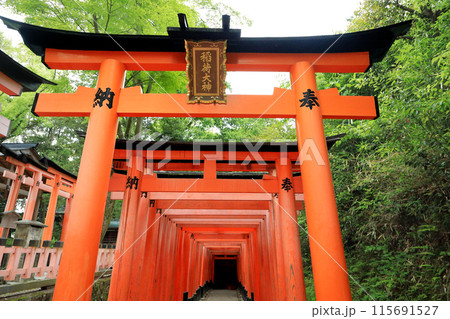 京都　稲荷神社総本宮　伏見稲荷大社千本鳥居 115691527