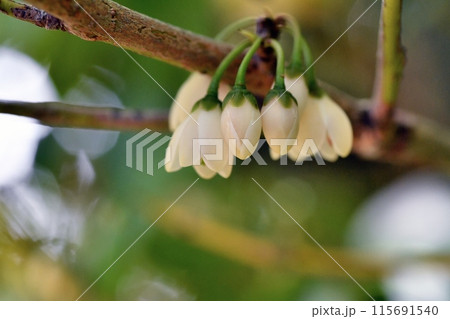 サカキの花 115691540
