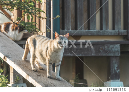 こちらの様子を伺う猫 こちらの様子を伺う猫 115691558