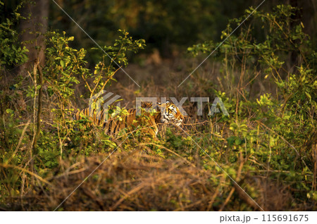 wild male bengal tiger or panthera tigris hiding in grass and stalking his prey in golden hour winter evening light at grassland of dhikala jim corbett national park forest reserve uttarakhand india wild male bengal tiger or panthera tigris hiding in grass and stalking his prey in golden hour winter evening light at grassland of dhikala jim corbett national park forest reserve uttarakhand india 115691675