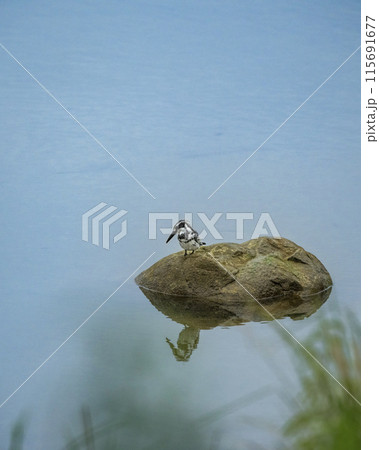 pied kingfisher or Ceryle rudis perched on rock with reflection in ramganga water in summer season safari at dhikala zone of jim corbett national park forest tiger reserve ramnagar uttarakhand India pied kingfisher or Ceryle rudis perched on rock with reflection in ramganga water in summer season safari at dhikala zone of jim corbett national park forest tiger reserve ramnagar uttarakhand India 115691677