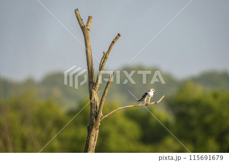 black winged shouldered kite or elanus caeruleus bird a small raptor and hunter perched in natural green scenic background during winter migration in safari at jim corbett national park forest india 115691679