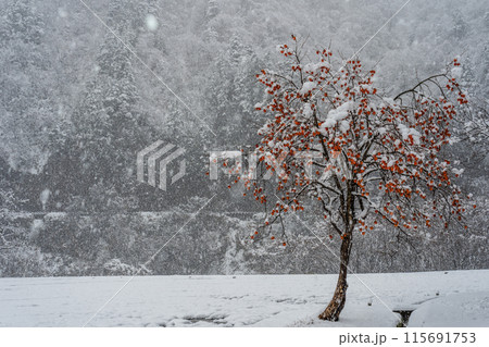 冬の世界遺産　富山　五箇山　豪雪の菅沼 115691753