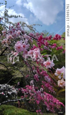 春のピクニックで桜 春のピクニックで桜 115691761