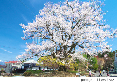 一本桜 - 長姫のエドヒガン(安富桜) 一本桜 - 長姫のエドヒガン(安富桜) 115691782
