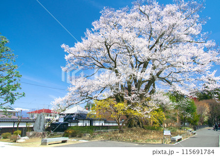 一本桜 - 長姫のエドヒガン（安富桜） 115691784
