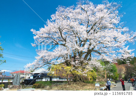 一本桜 - 長姫のエドヒガン(安富桜) 一本桜 - 長姫のエドヒガン(安富桜) 115691785
