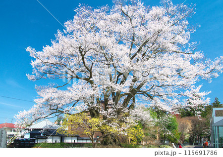 一本桜 - 長姫のエドヒガン(安富桜) 一本桜 - 長姫のエドヒガン(安富桜) 115691786