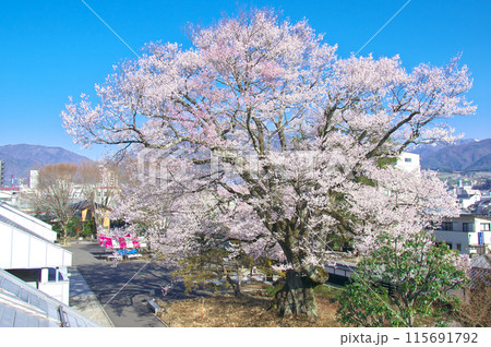 一本桜 - 長姫のエドヒガン(安富桜) 一本桜 - 長姫のエドヒガン(安富桜) 115691792