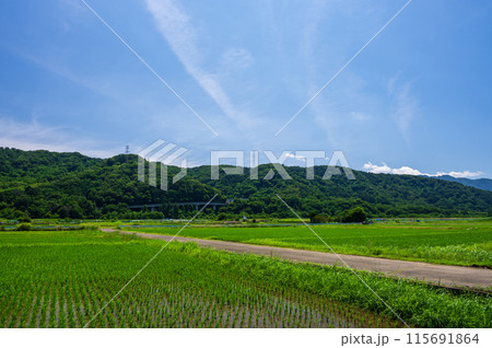 箕輪耕地の田園風景 相川町 箕輪耕地の田園風景 相川町 115691864