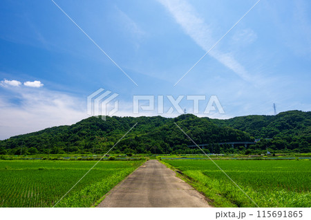 箕輪耕地の田園風景 相川町 箕輪耕地の田園風景 相川町 115691865