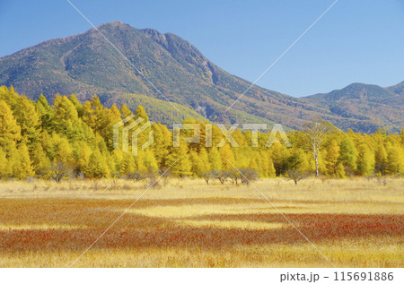 秋の奥日光小田代ヶ原と太郎山 秋の奥日光小田代ヶ原と太郎山 115691886