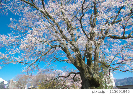 一本桜 - 長姫のエドヒガン(安富桜) 一本桜 - 長姫のエドヒガン(安富桜) 115691946