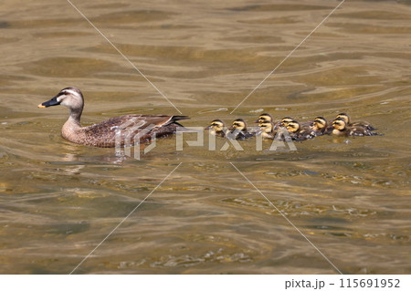 水面に浮かぶカルガモ親子 115691952
