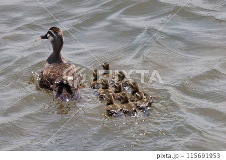 夏の川で泳ぐカルガモ親子 115691953