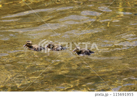 川で泳ぐカルガモの雛 川で泳ぐカルガモの雛 115691955
