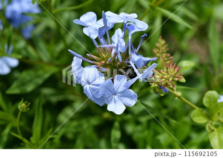 ルリマツリの花 115692105