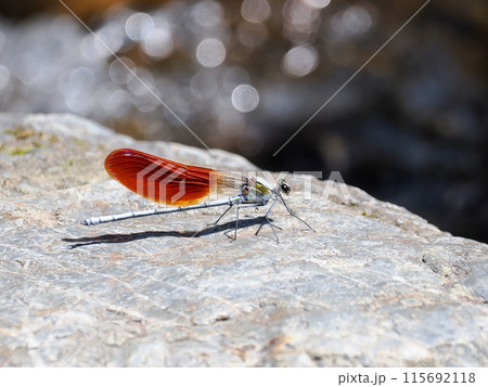 カワトンボ 115692118