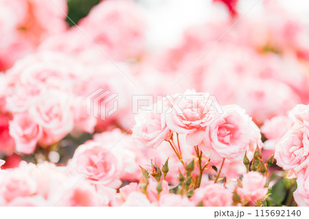 ピンクのバラ ピンクのバラ 115692140