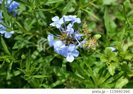 ルリマツリの花 115692160