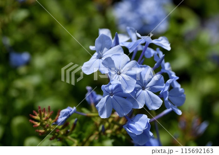 ルリマツリの花 115692163