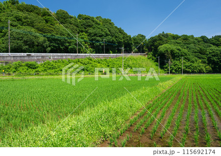 箕輪耕地の田園風景 初夏の田んぼ景色 水道坂 箕輪耕地の田園風景 初夏の田んぼ景色 水道坂 115692174